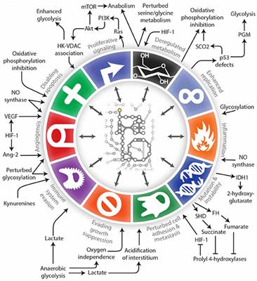 Tumor Metabolism, the Ketogenic Diet and β-Hydroxybutyrate: Novel Approaches to Adjuvant Brain Tumor Therapy